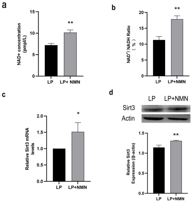 As an NAD+-dependent deacetylase As an NAD+-dependent deacetylase