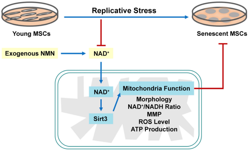Bone marrow mesenchymal stem cells exhibit typical senescence characteristics when expanded in vitro. Bone marrow mesenchymal stem cells exhibit typical senescence characteristics when expanded in vitro.