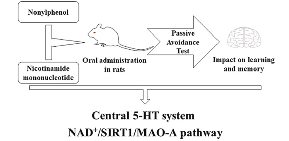 Central 5-HT system NAD/SIRT1/MAO-A pathway Central 5-HT system NAD/SIRT1/MAO-A pathway
