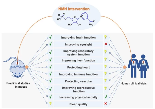 NMN intervention