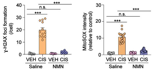 NMN reduces DNA damage and mitochondrial reactive oxygen species (mROS). NMN reduces DNA damage and mitochondrial reactive oxygen species (mROS).