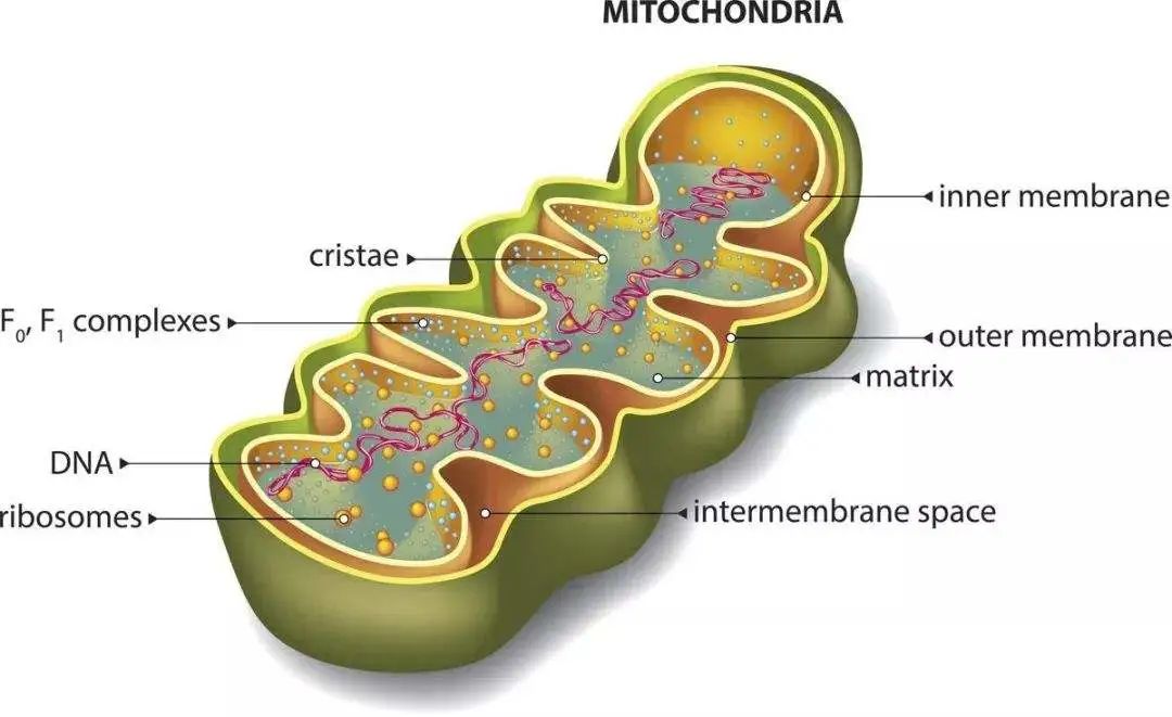 MITOCHONDRIA MITOCHONDRIA