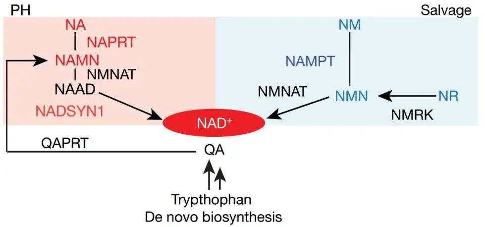 Trypthophan De novo biosynthesis Trypthophan De novo biosynthesis