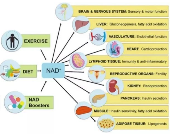How should NMN be taken? How should NMN be taken?