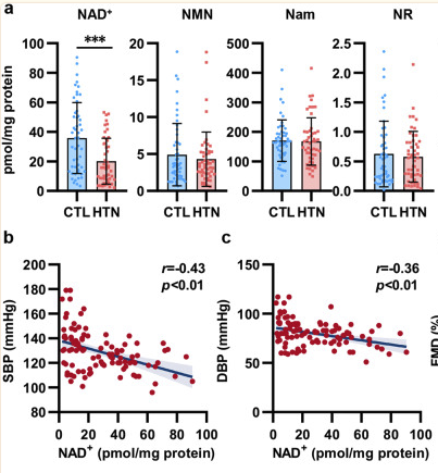 NMN supplementation restored decreased NAD+ levels in PBMCs associated with vascular function in hypertension NMN supplementation restored decreased NAD+ levels in PBMCs associated with vascular function in hypertension