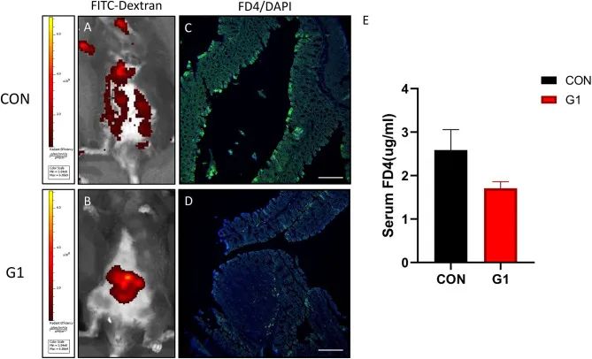 NMN reduces intestinal mucosal permeability and maintains mucosal barrier integrity. NMN reduces intestinal mucosal permeability and maintains mucosal barrier integrity.