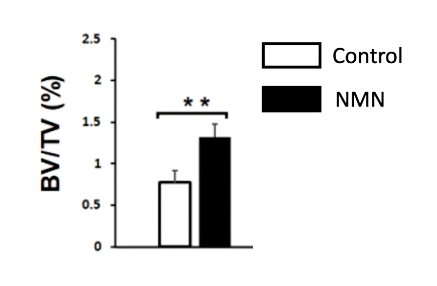 The bone accumulation (BV/TV) of untreated osteoporotic mice (control) was lower than that of NMN-treated osteoporotic mice. The bone accumulation (BV/TV) of untreated osteoporotic mice (control) was lower than that of NMN-treated osteoporotic mice.