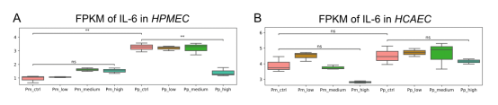 IL-6 expression levels in lung cells of HPMECs (A) and HCAECs (B) treated with NMN at different doses. IL-6 expression levels in lung cells of HPMECs (A) and HCAECs (B) treated with NMN at different doses.