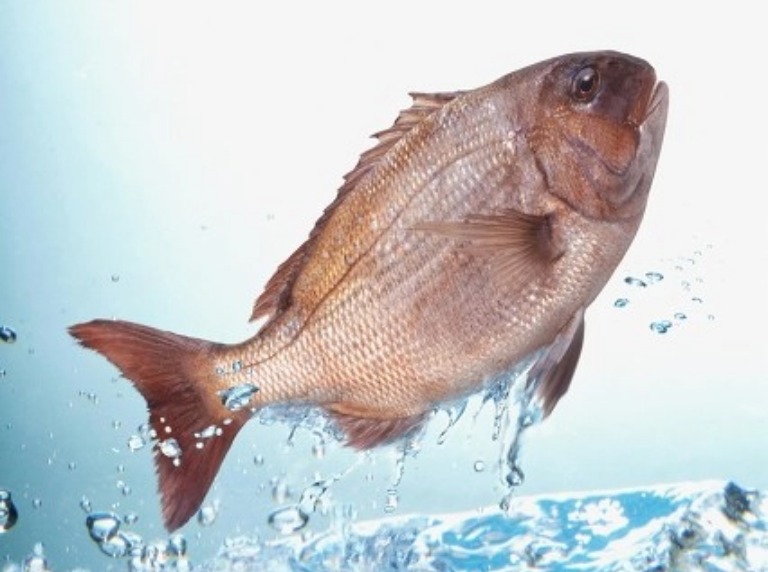 Application of glutathione in the fields of biofertilizer and feed additives Application of glutathione in the fields of biofertilizer and feed additives