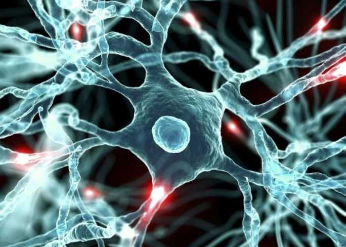 Physiological functions of citicoline