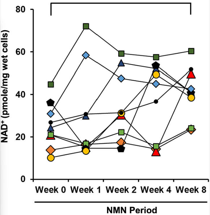 Chronic oral administration of NMN increases PBMC NAD+ levels Chronic oral administration of NMN increases PBMC NAD+ levels