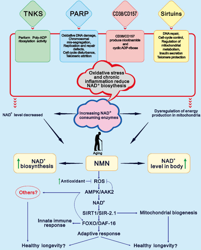 Figure: Hypothetical model of NMN-mediated longevity and the main reason why NAD+ levels decrease with age. Figure: Hypothetical model of NMN-mediated longevity and the main reason why NAD+ levels decrease with age.