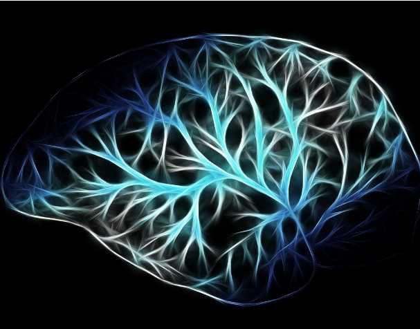 Effects of PQQ on Brain Function