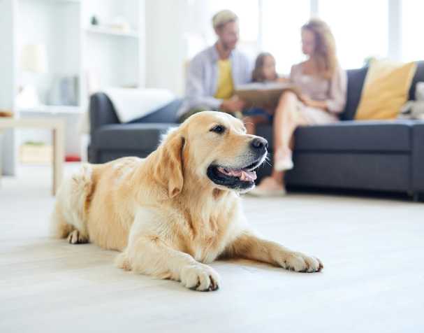 Animal Health Animal Health